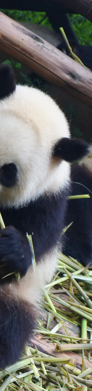 Schau den Pandas beim Spielen zu